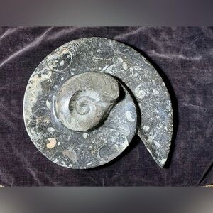 Large 3.3 lb Black Fossils Ammonite Orthoceras Dish Bowl Oval Ring Morocco
